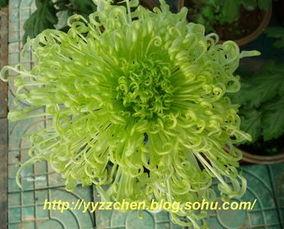 欧美插菊花视频综合网,带你领略异国风情