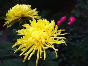 欧美插菊花视频综合网,带你领略异国风情