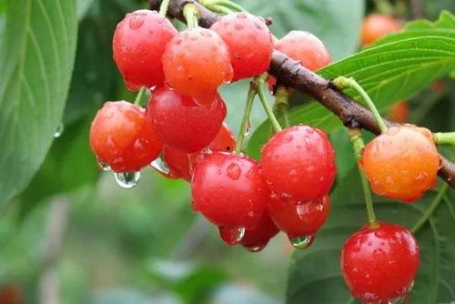 欧美樱桃种植方法视频