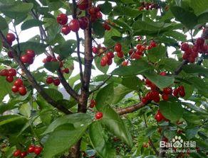 欧美樱桃种植方法视频