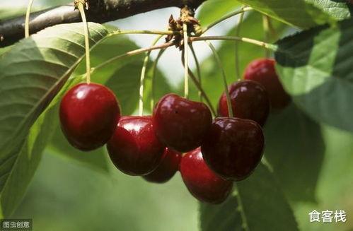 欧美樱桃种植方法视频